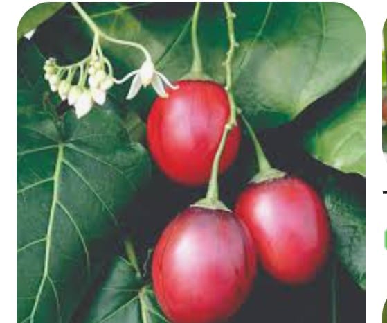 Tree tomato (  tamarillo) from Kenya