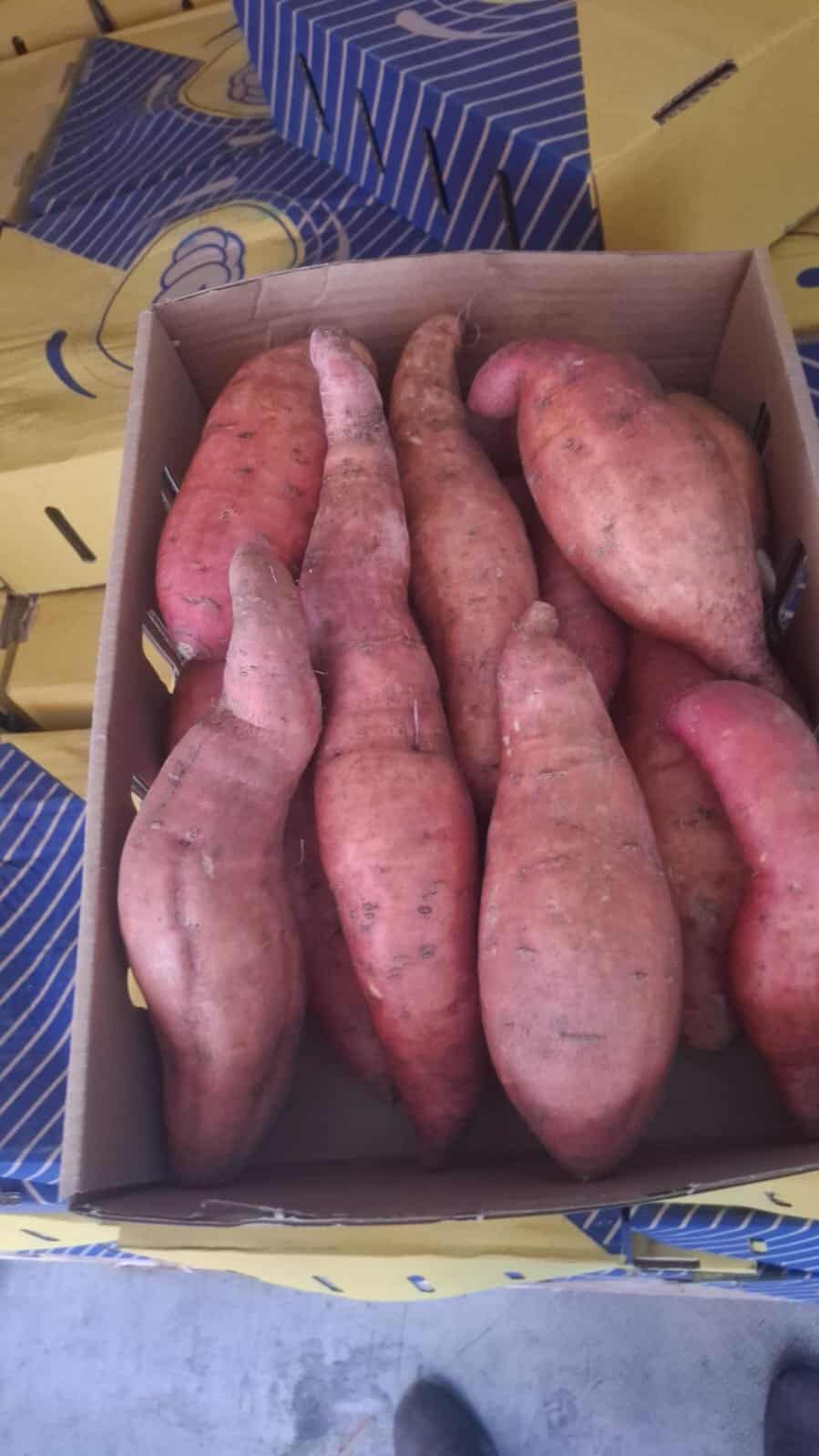 Sweet Potatoes from Egypt