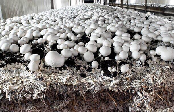 Champignons de Paris Frais from Territoire britannique de l'océan Indien