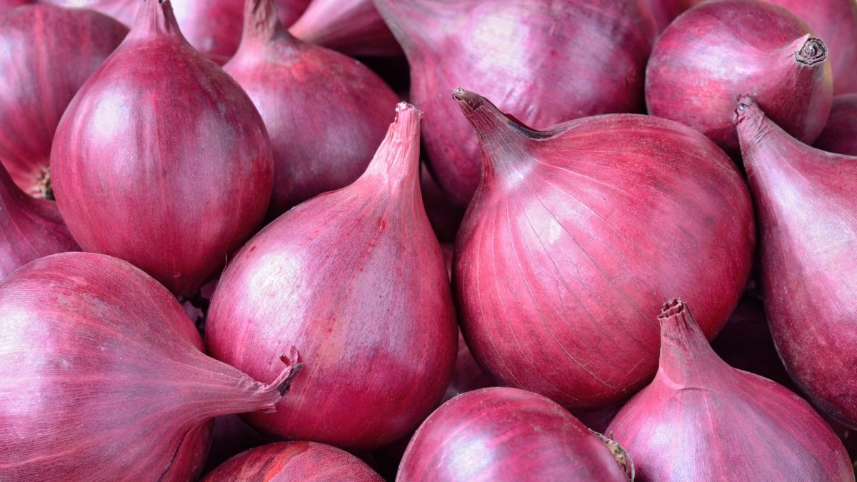 Cebolas FRESCAS from Índia
