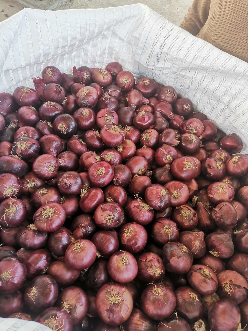 Bawang from Mesir