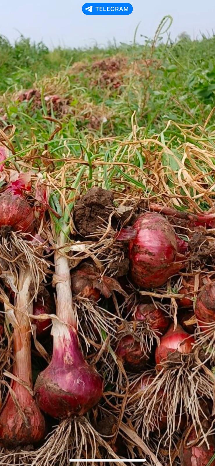 Verdure from Etiopia