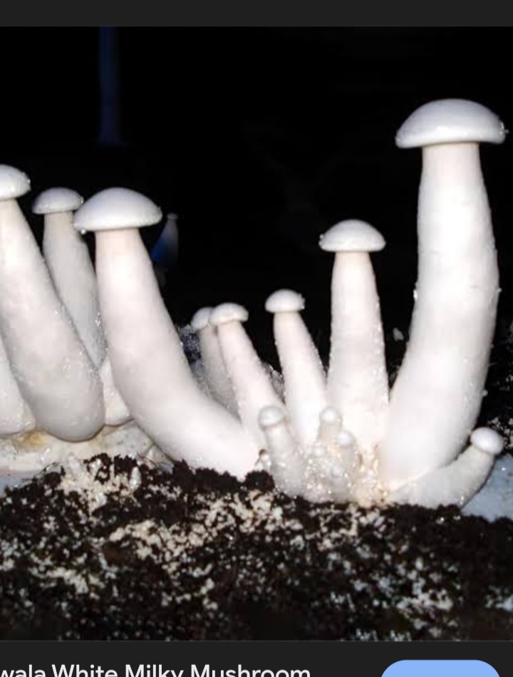Milky Paddenstoel from India