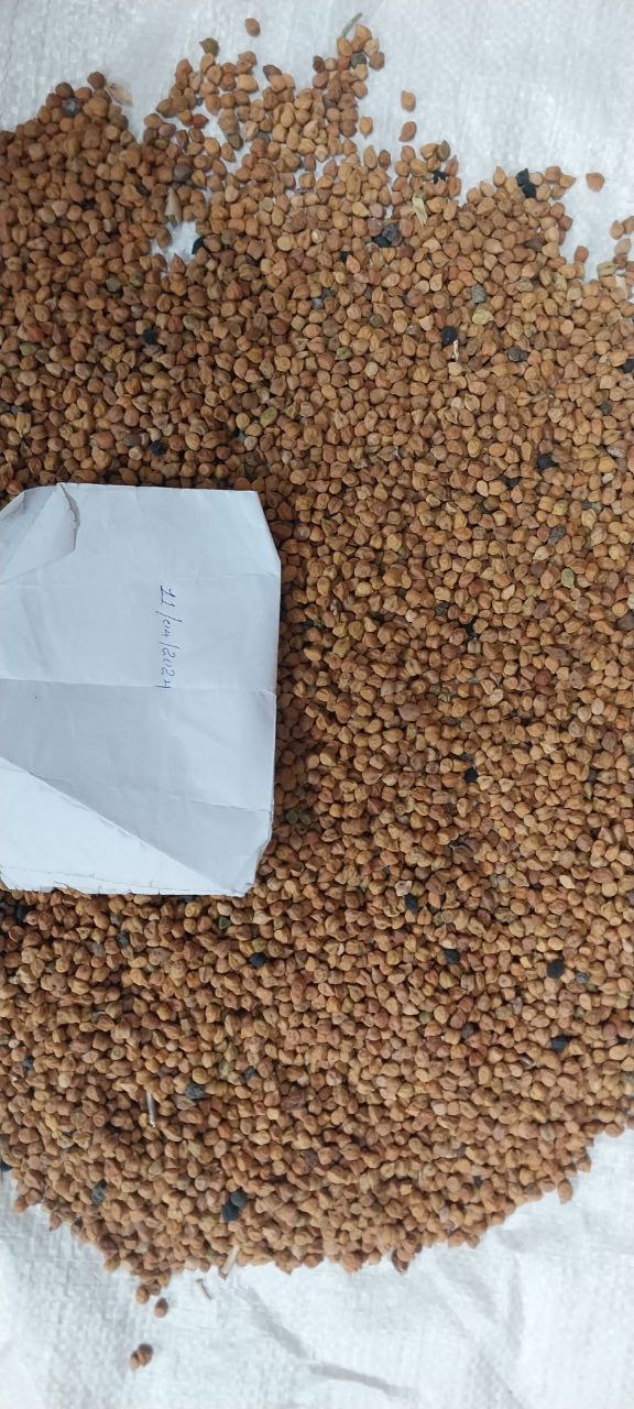 Ceci Desi etiopi from Etiopia