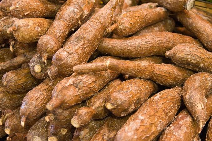 Manioca fresca di grado A from Nigeria