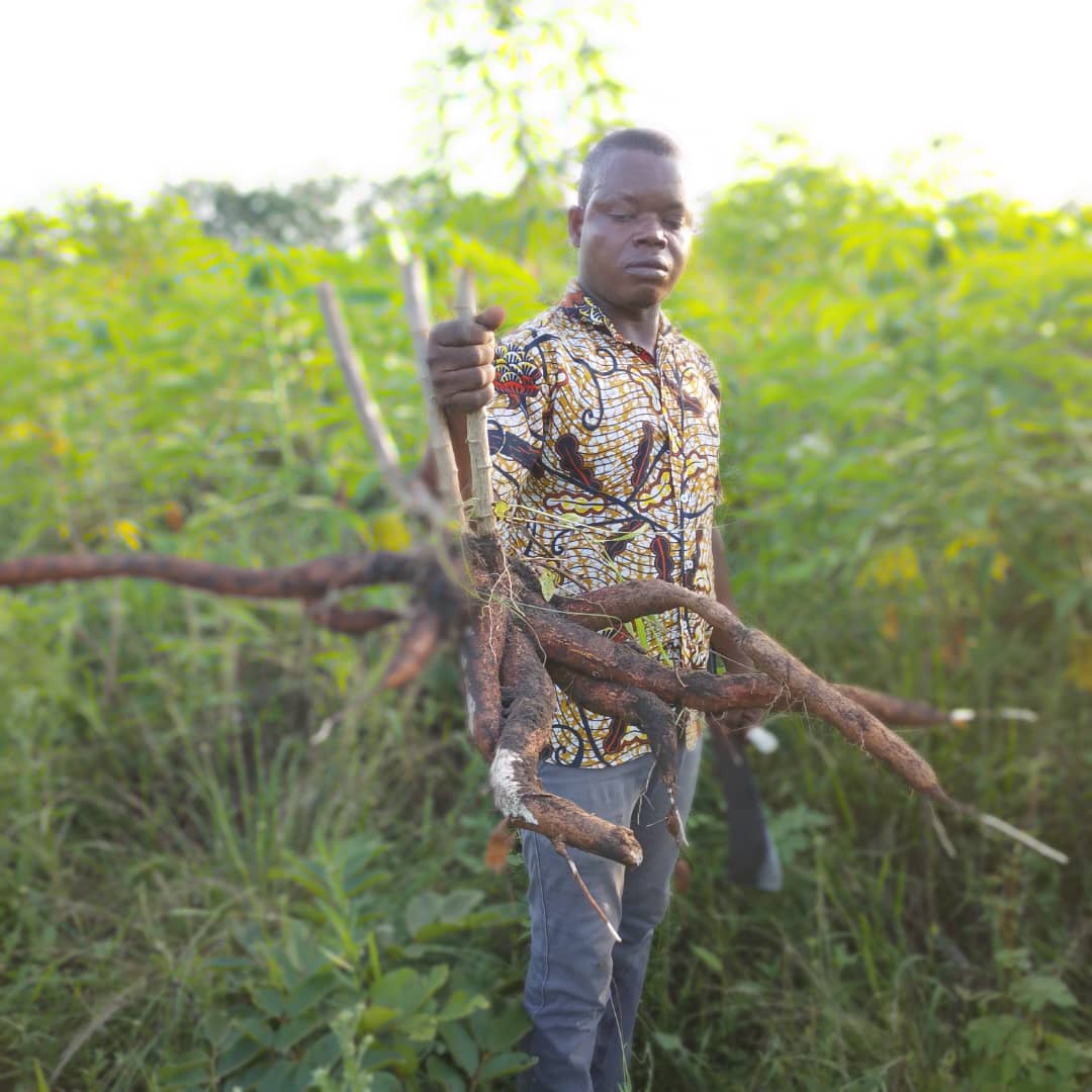 Radice di manioca fresca from Togo