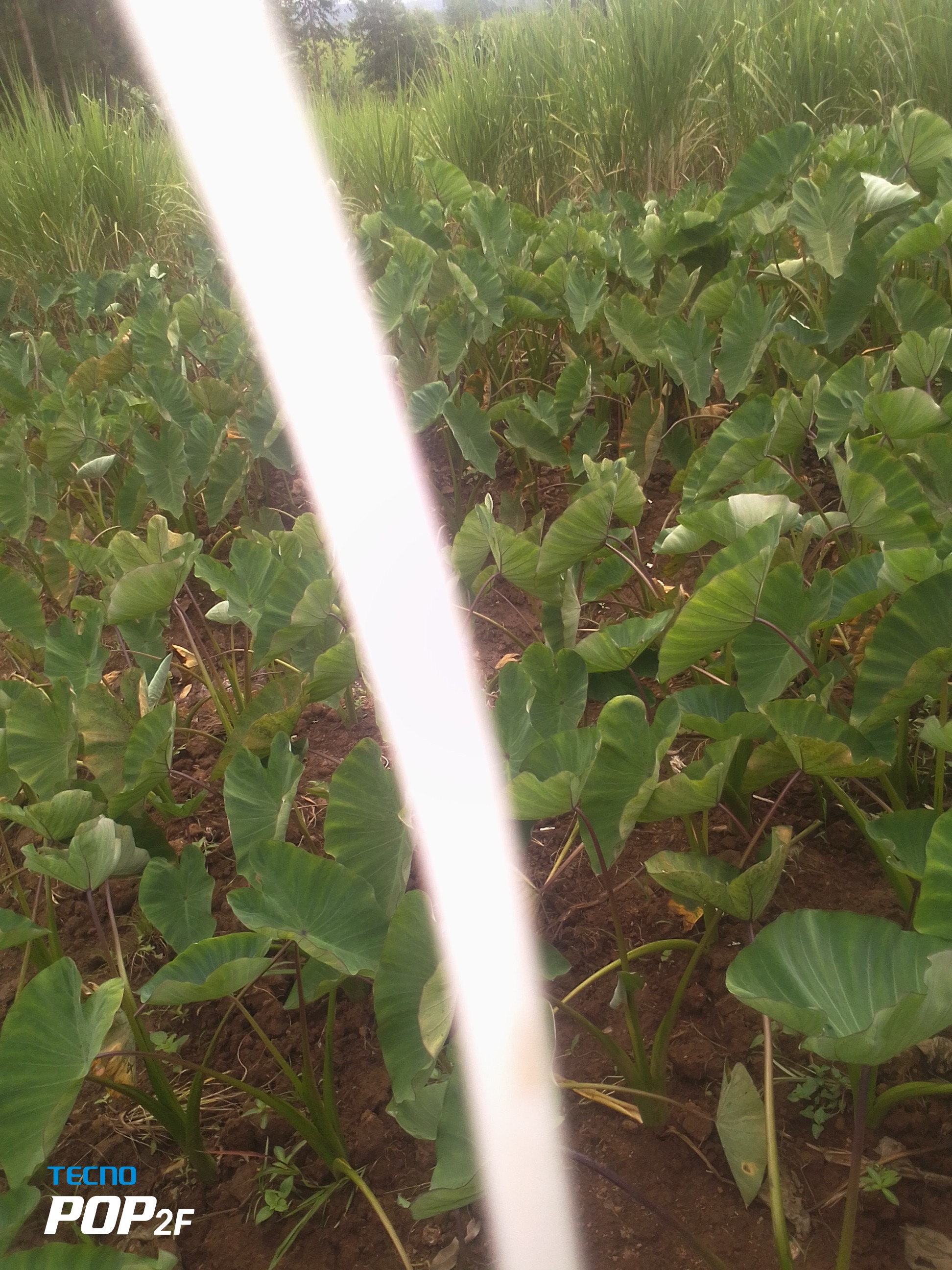 Tuberi di igname from Kenya