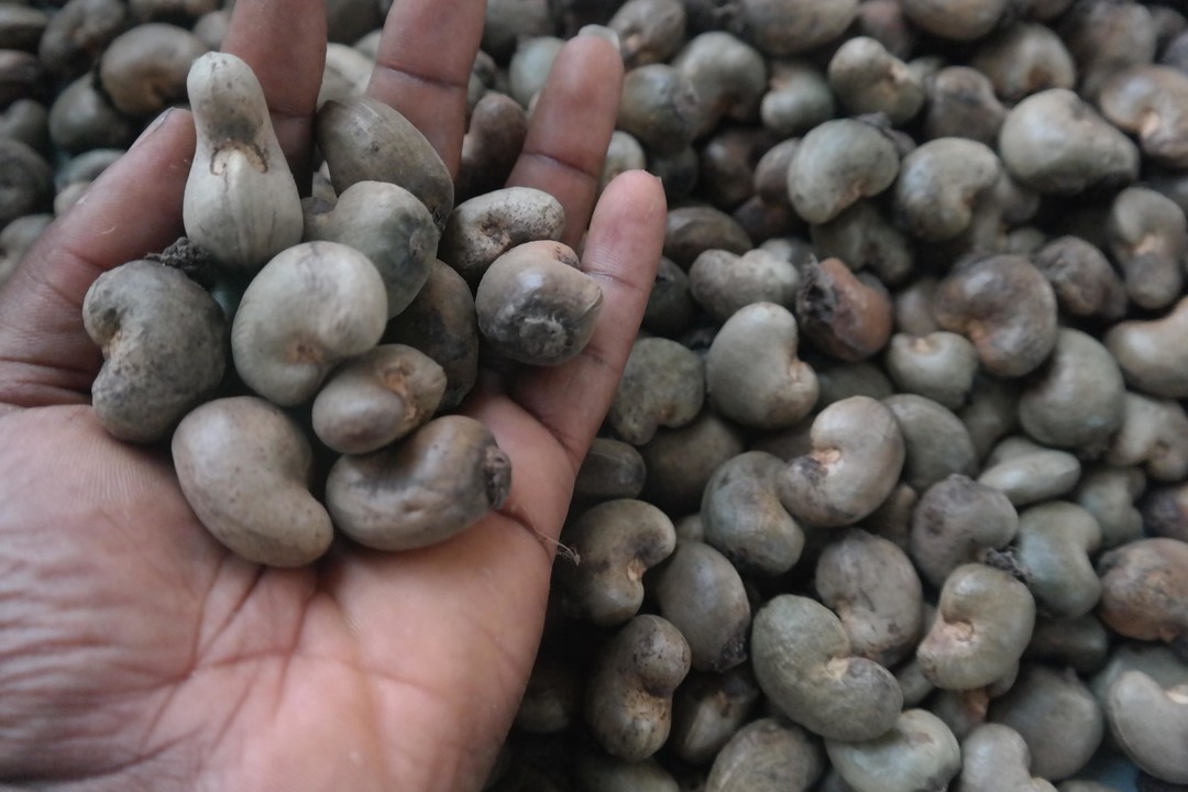 RAW CASHEW NUTS AVAILABLE from Benin