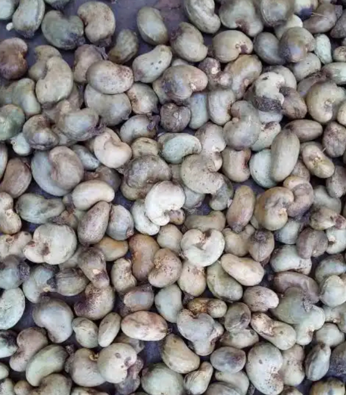 Cashew sales from Nigeria