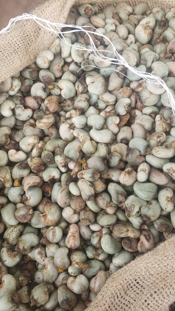 ANACARDO from Costa de Marfil