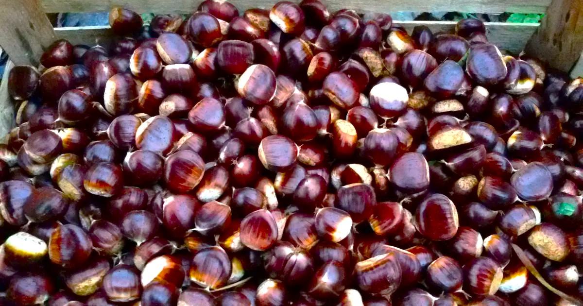 Świeżo zebrane kasztany 2025 – krajowe, najwyższa jakość – Duże i soczyste from Chorwacja