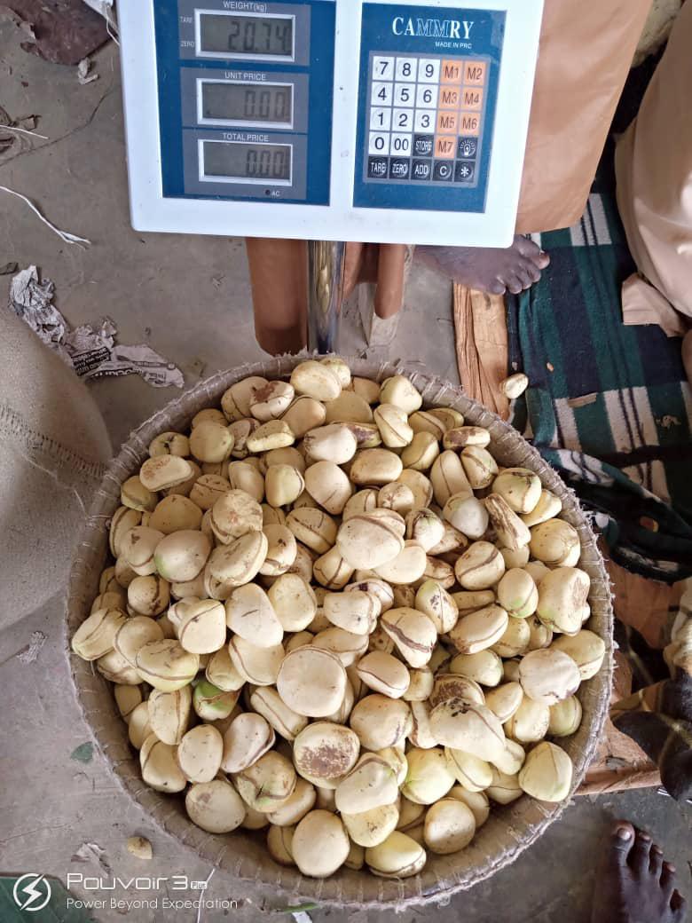 Kacang kola from Nigeria