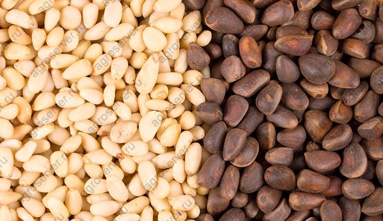Pinolo (Pine nuts siberia) from Russia