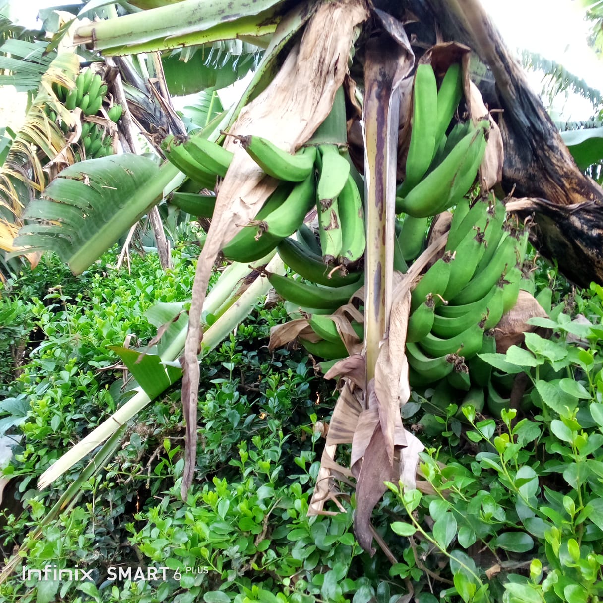 Bananas from Quénia