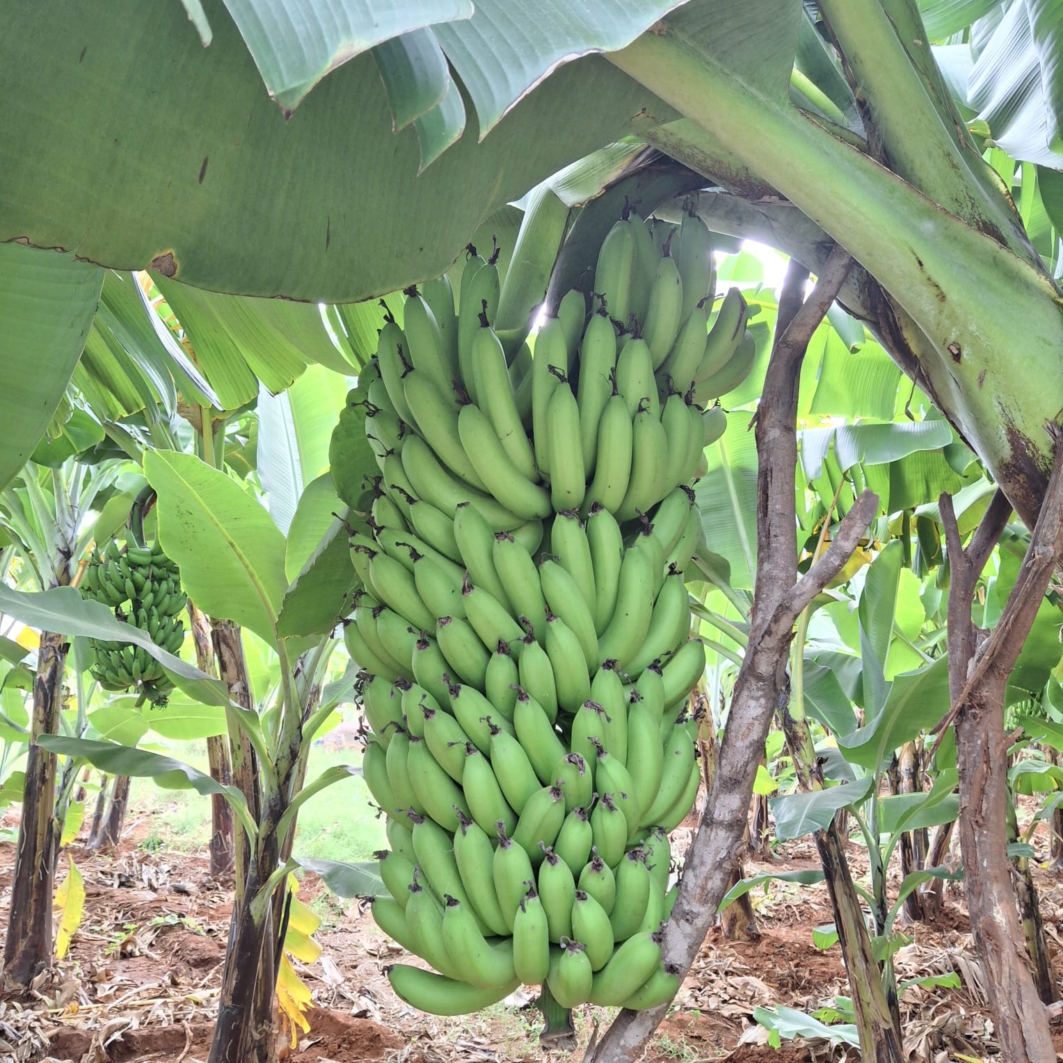 Bananas Orgânicas Frescas from Quénia