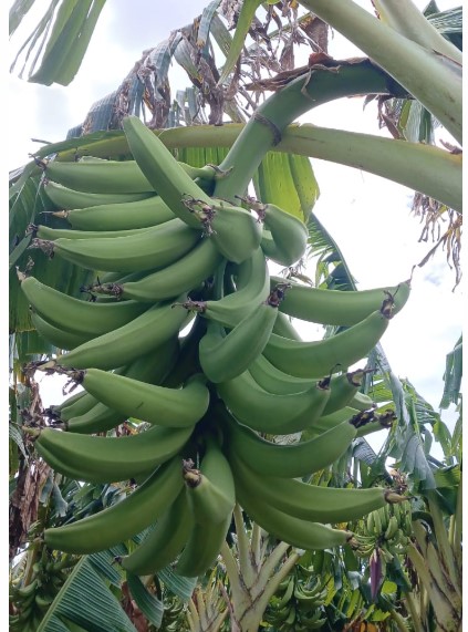 Bakbanaan from Nicaragua
