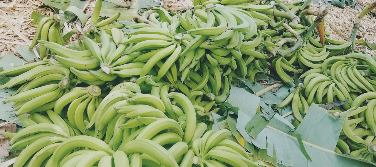 Fresh Banana Plantain from Kenya