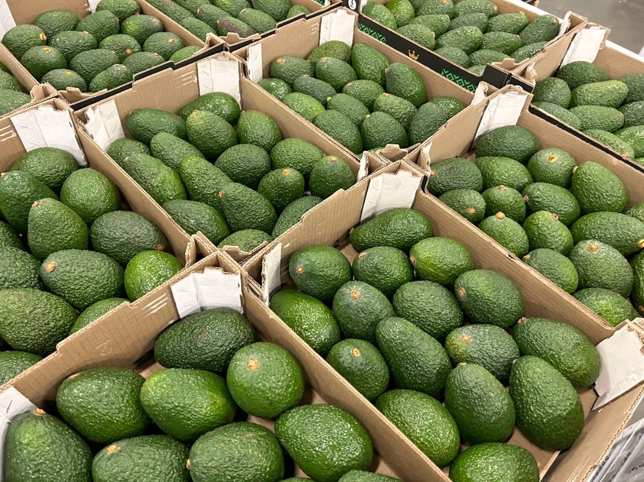 frische Hass-Avocados from Kenia