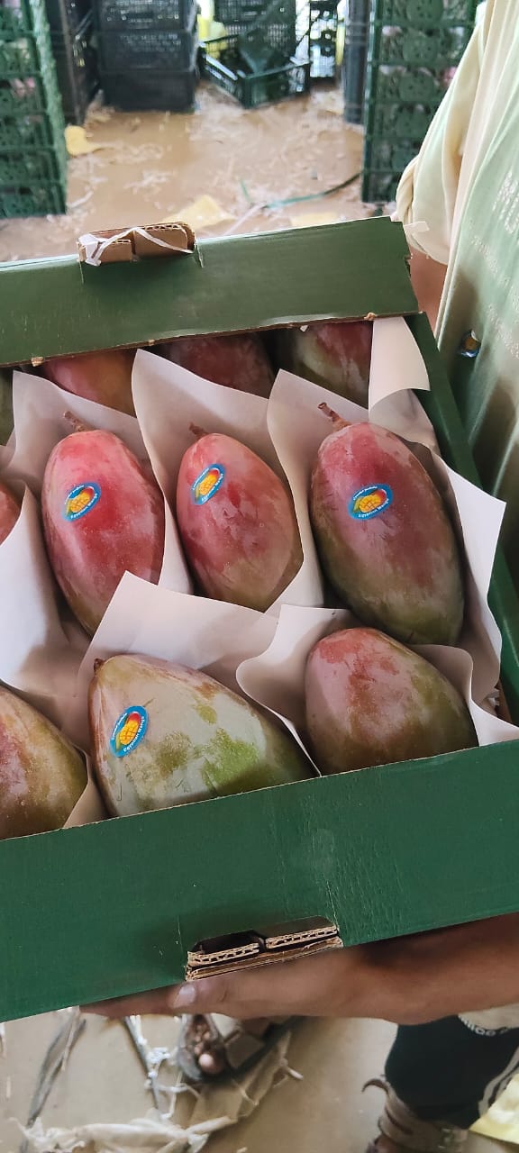 Frische Mangos (Naomi/Osteen/Heidi) from Ägypten