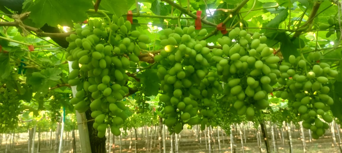 Grape from British Indian Ocean Territory