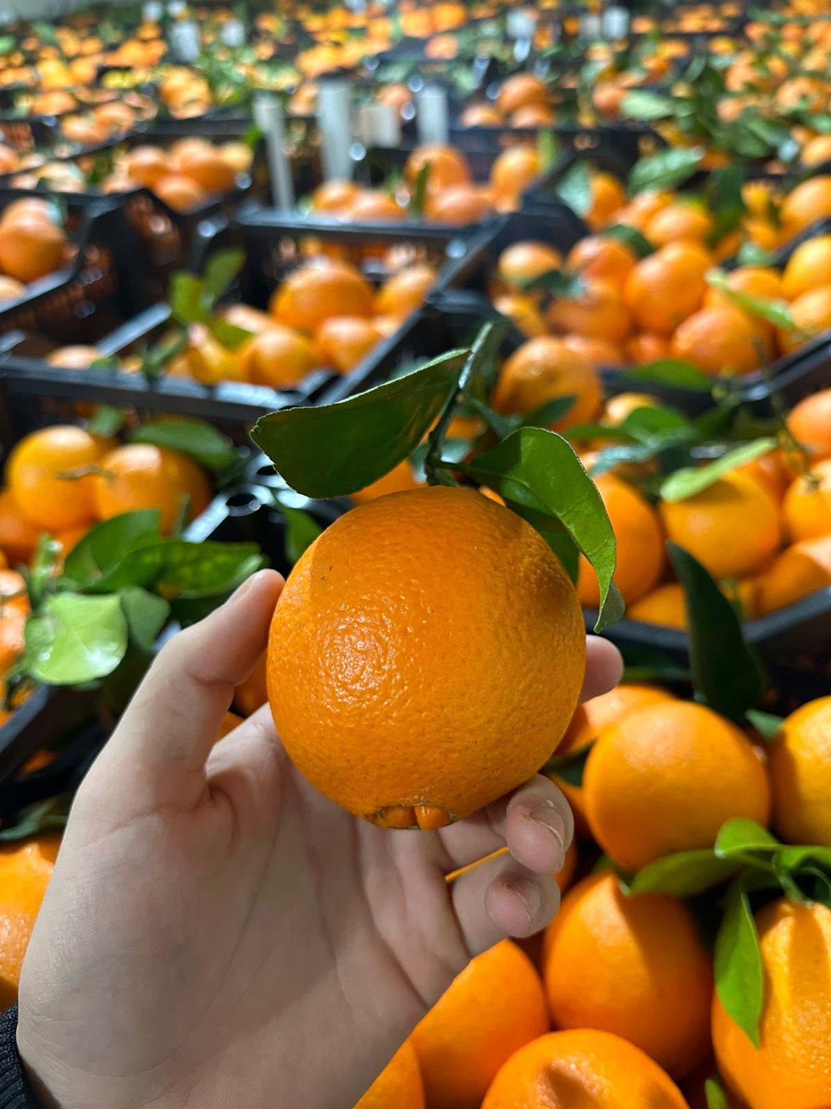 Orange from Albania