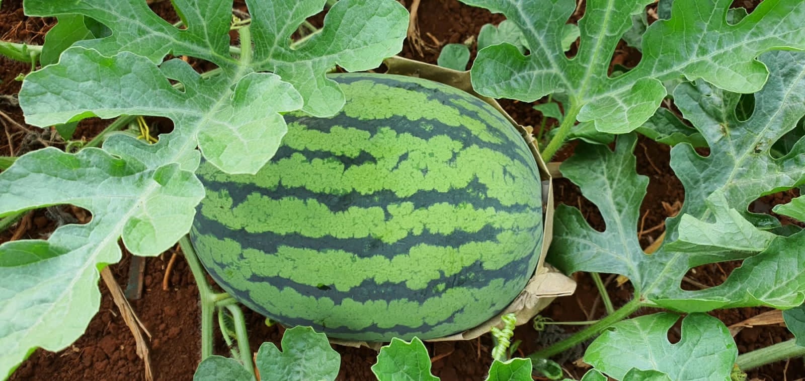 Watermelon Seed from India