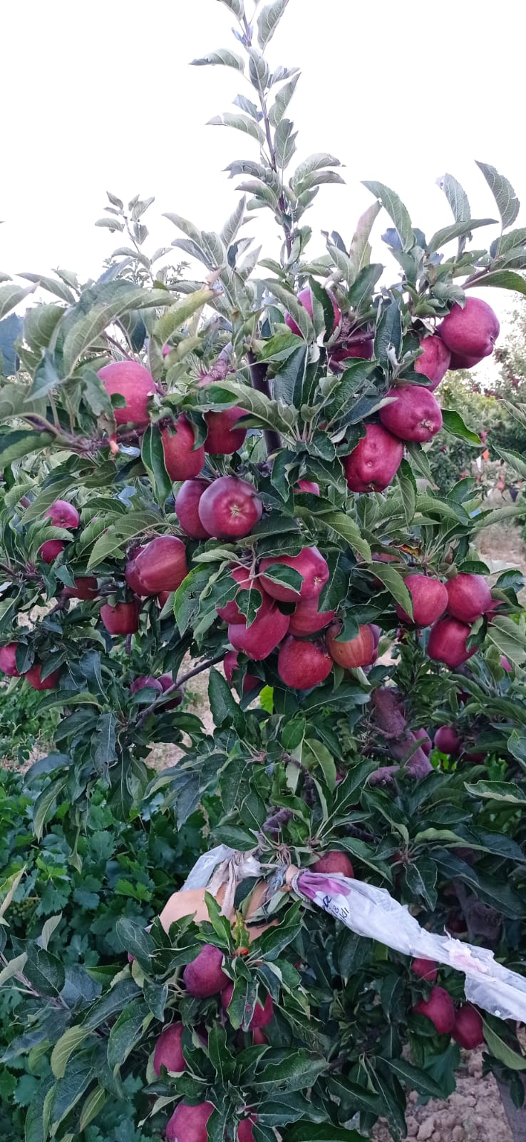 Pomme from Turquie
