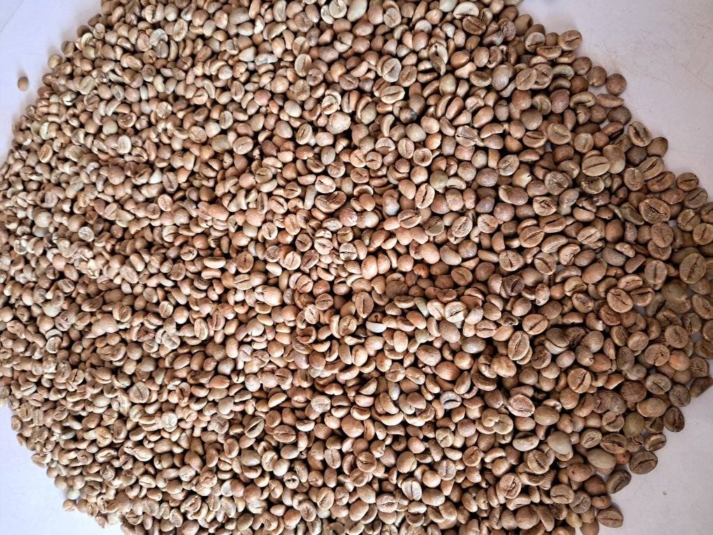 Chicchi di Caffè Arabica Premium – Fornitura di Caffè Fresco di Alta Qualità from Tanzania