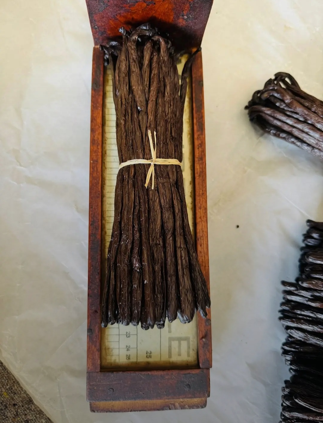 Premium Bourbon Grade A from Madagaskar