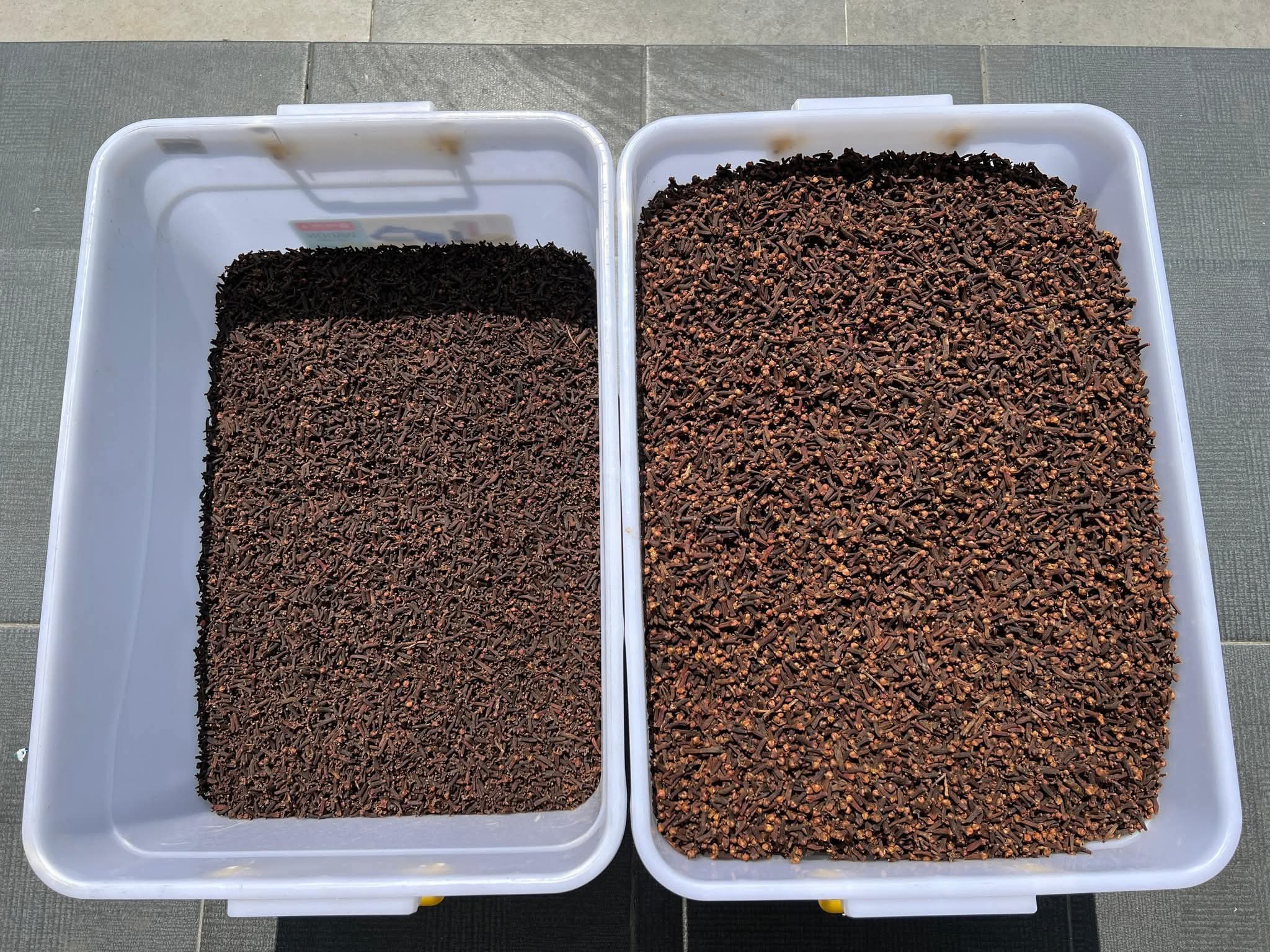 Cengkeh terbaik from Indonesia