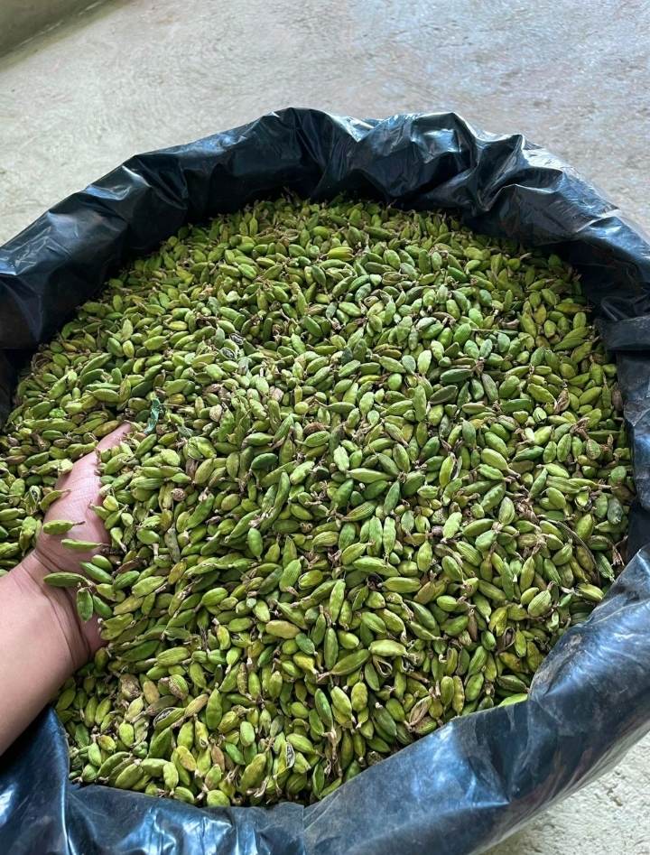Kardamon from Gwatemala