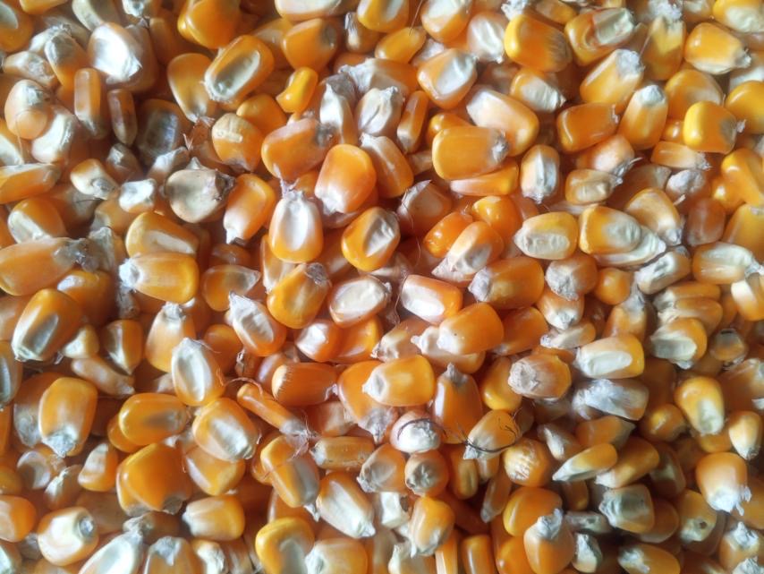 Yellow Maize, Green Mung Beans, Black Matpe, Rice and Broken Rice. from Myanmar