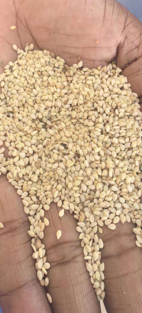 SEMILLAS DE SÉSAMO from Chad