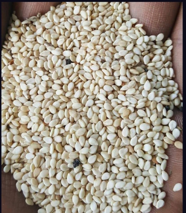 Bio-Sesamsamen von hoher Qualität from Pakistan