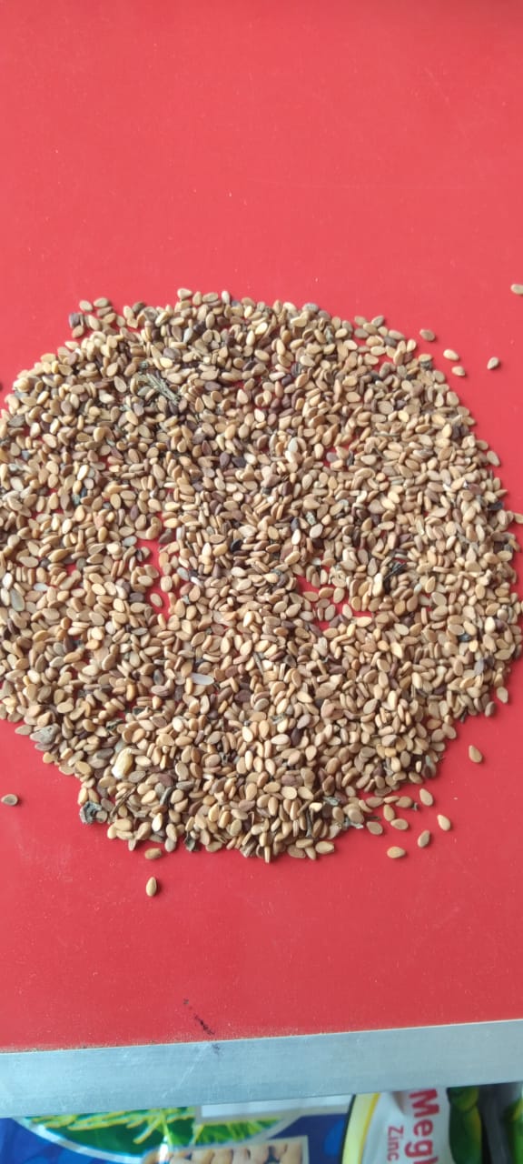 Fresh and organic sesame seeds from India