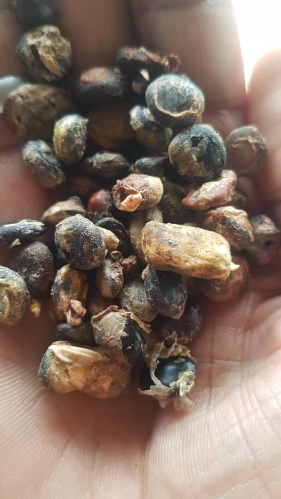SUSZONE NASIONA PARKII DWOJAKIEJ (PARKIA BIGLOBOSA) from Nigeria