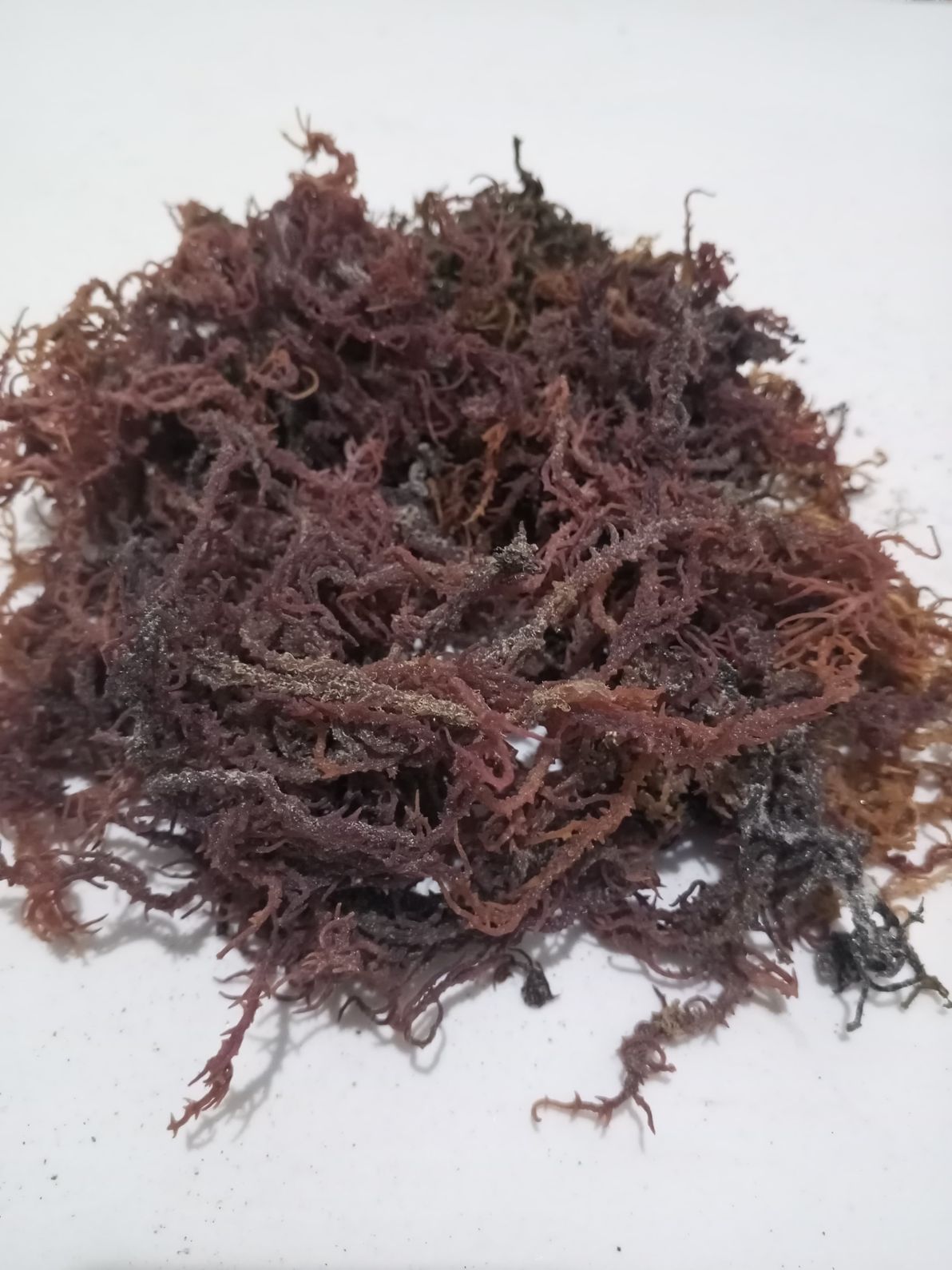 Eucheuma Cottonii from Indonésie