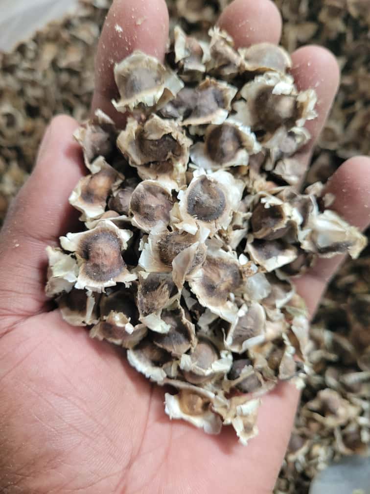 Moringa from Kenya