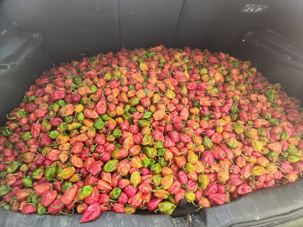 F1 SUPER HABANERO from Nigéria