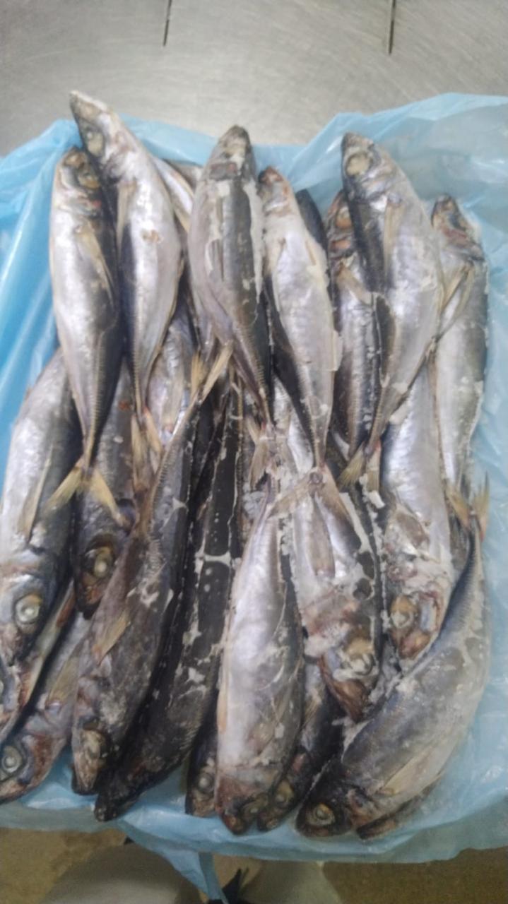 Jack mackerel Chile from Chile