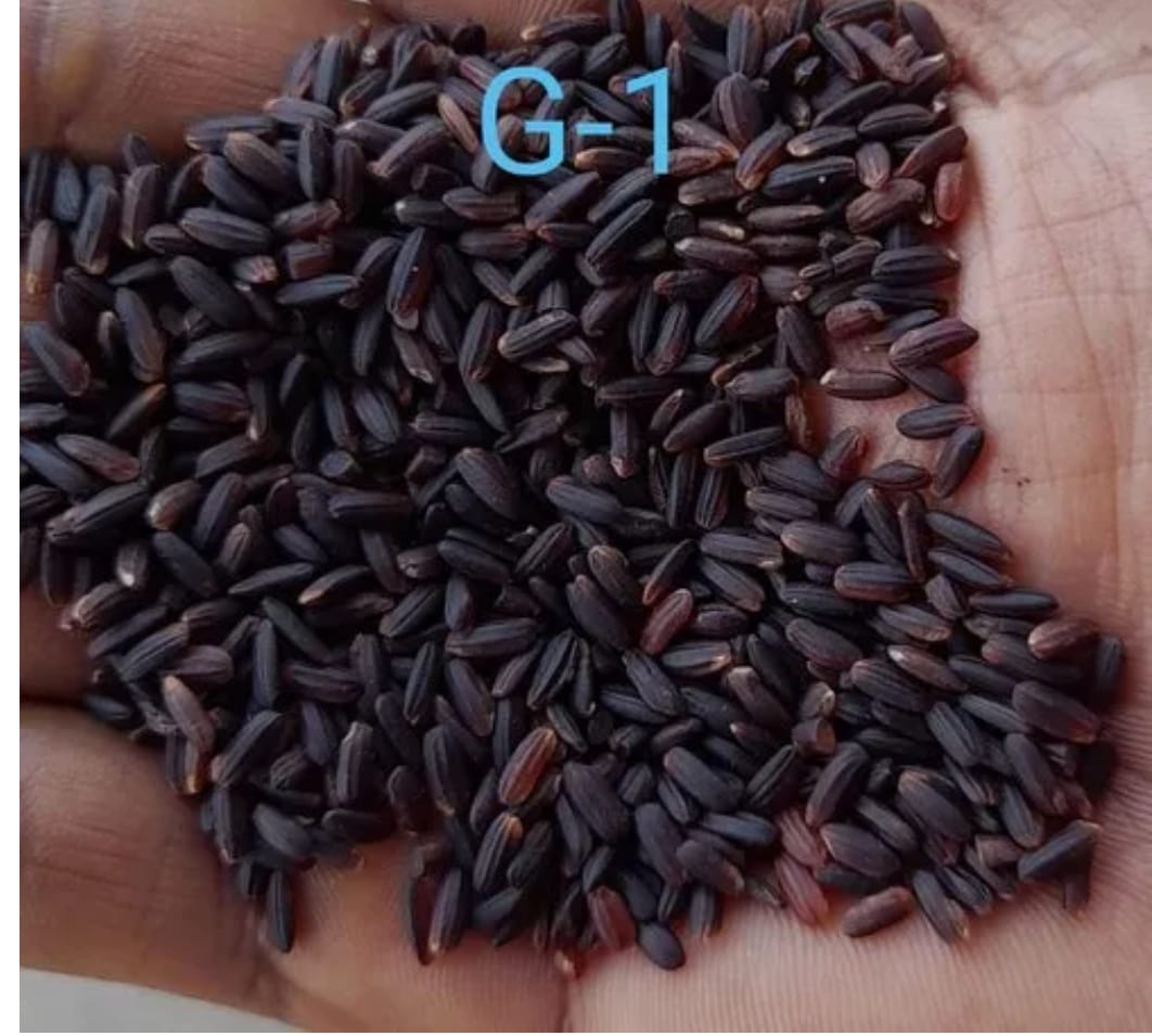 Black Rice from India