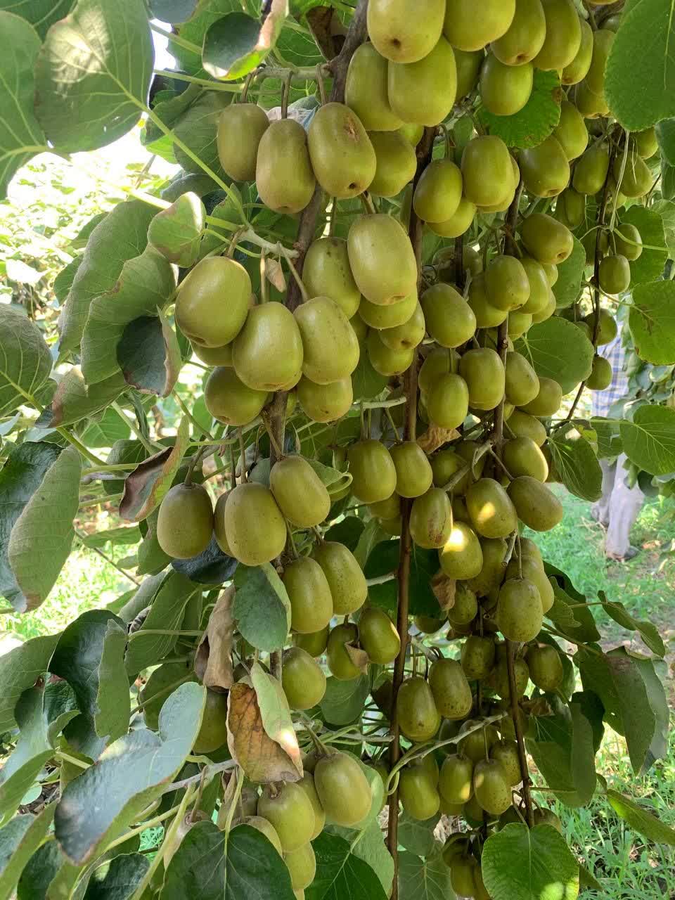 Czerwony kiwi from Iran