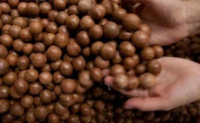 Macadâmia from Mozambique