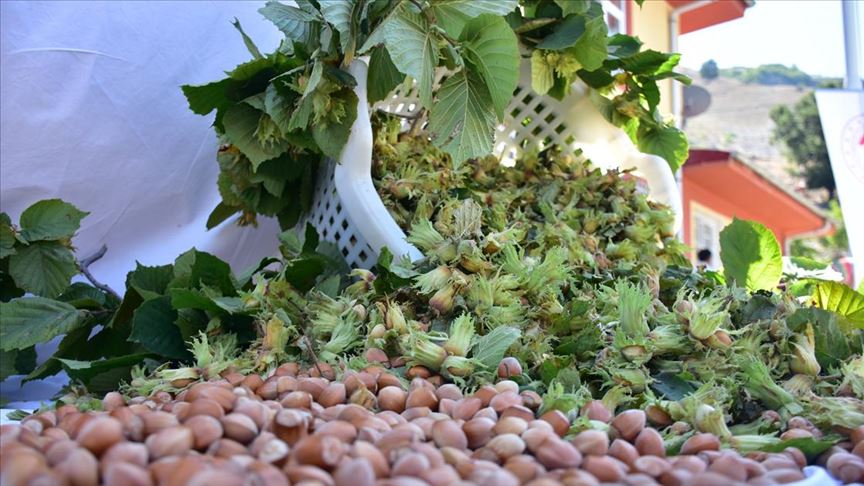 Seasoned Hazelnut from Turkey