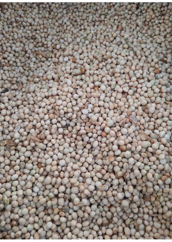 Fagioli piccioni from Tanzania
