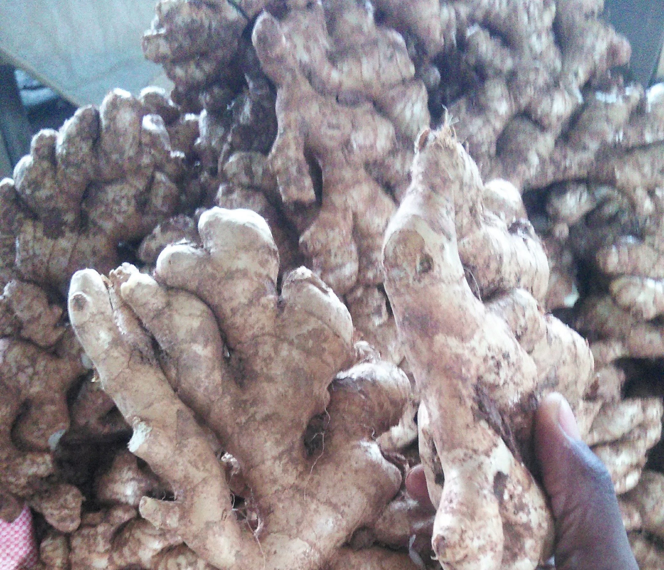 Imbir from Tanzania