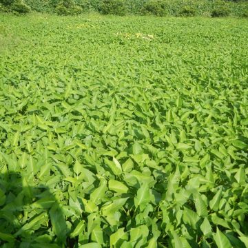 5134Vegetable_plantations_in_Taal_Pulilan_Bulacan_20 Spain Vegetables and the Drought in Spain: Europe’s vegetable garden dries up