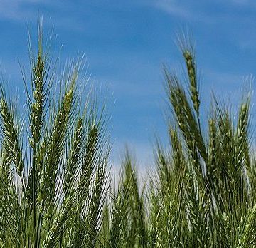 Wheat: Credit Wikimedia Commons Iranian wheat