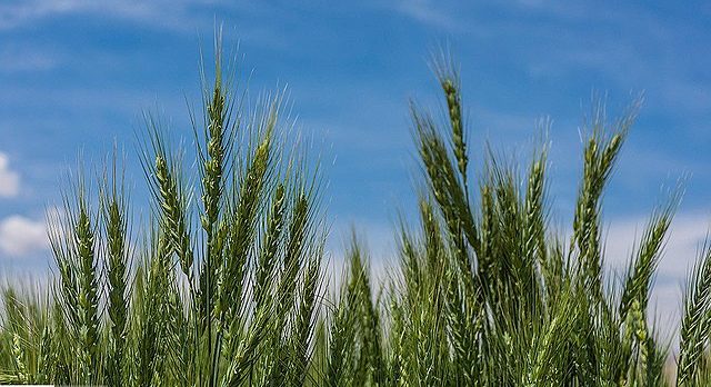 Iranian wheat