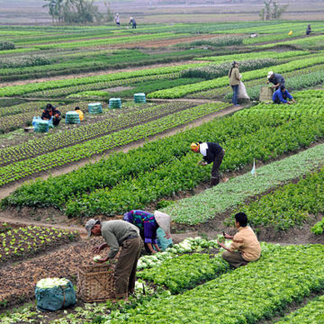 Agriculture is our backbone: Credit, Wikimedia Commons Vietnam: Make community agricultural extension a key force in the agricultural sector at the grassroots level